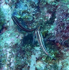 Sparisoma