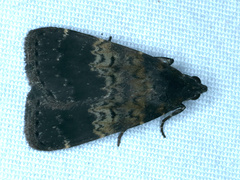 Hydrillodes funestalis