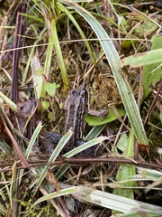 Leptodactylus paranaru