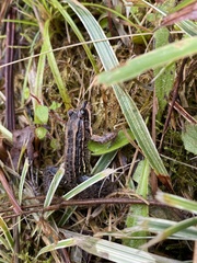Leptodactylus paranaru