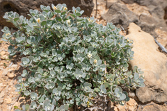Farsetia socotrana