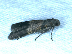 Hydrillodes funestalis