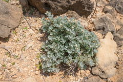 Farsetia socotrana