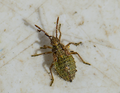 Rhopalus parumpunctatus