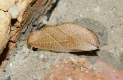 Arcyophora longivalvis