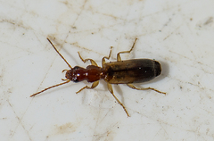 Paradromius linearis