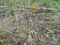 Tephroseris porphyrantha