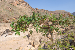 Image of Boswellia popoviana