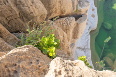 Acridocarpus socotranus