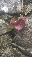 Umbilicus rupestris