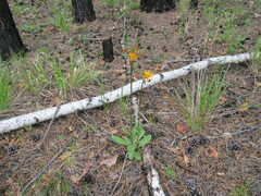 Tephroseris porphyrantha