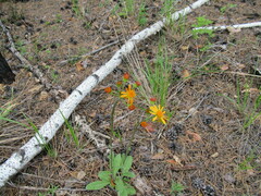 Tephroseris porphyrantha