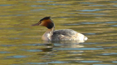 Podiceps cristatus