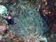 Hydroidolina