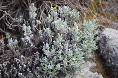 Gnaphaliothamnus lavandulifolius