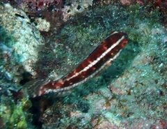 Sparisoma