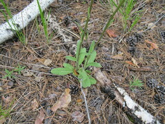 Tephroseris porphyrantha