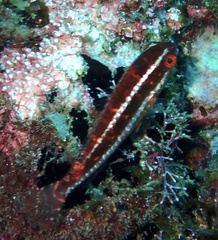 Sparisoma
