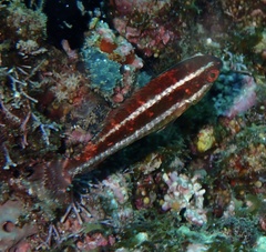 Sparisoma