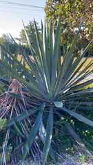 Agave vivipara