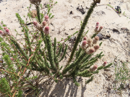 Image of Lachnospermum umbellatum by (c) linkie, some rights reserved (CC BY)