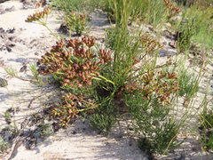 Nanobubon strictum