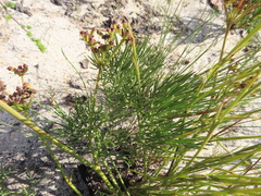 Nanobubon strictum