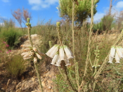 Erica viscaria pendula