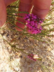 Erica pulchella