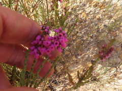 Erica pulchella