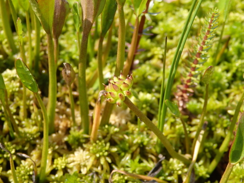 Image of Ranunculus pallasii by no rights reserved