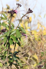 Capparidastrum petiolare