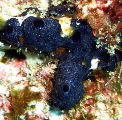 Chelonaplysilla noevus