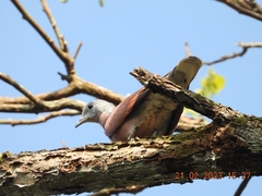 Streptopelia tranquebarica