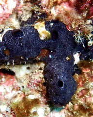 Chelonaplysilla noevus