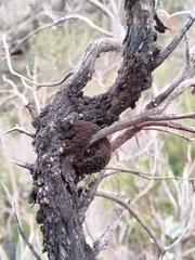 Hormiscium ericae