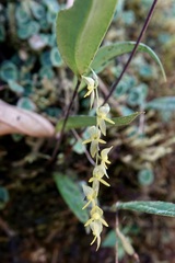 Pleurothallis xanthochlora