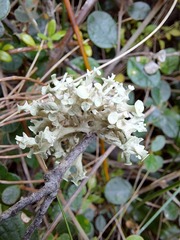 Ramalina fastigiata