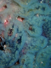 Aplidium