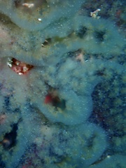 Aplidium