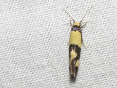 Opogona comptella