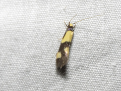 Opogona comptella
