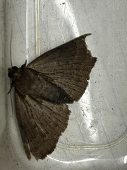 Bastilla