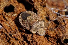 Sciocoris sideritidis