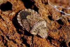Sciocoris sideritidis