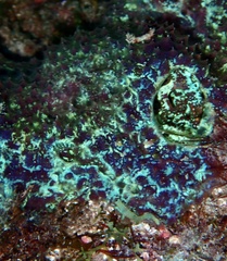 Mycale laxissima