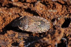 Sciocoris sideritidis