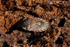 Sciocoris sideritidis