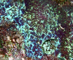 Mycale laxissima