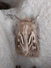 Eucoptocnemis optabilis